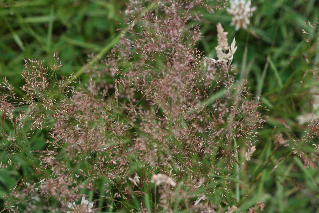 Agrostis vinealis fruit
