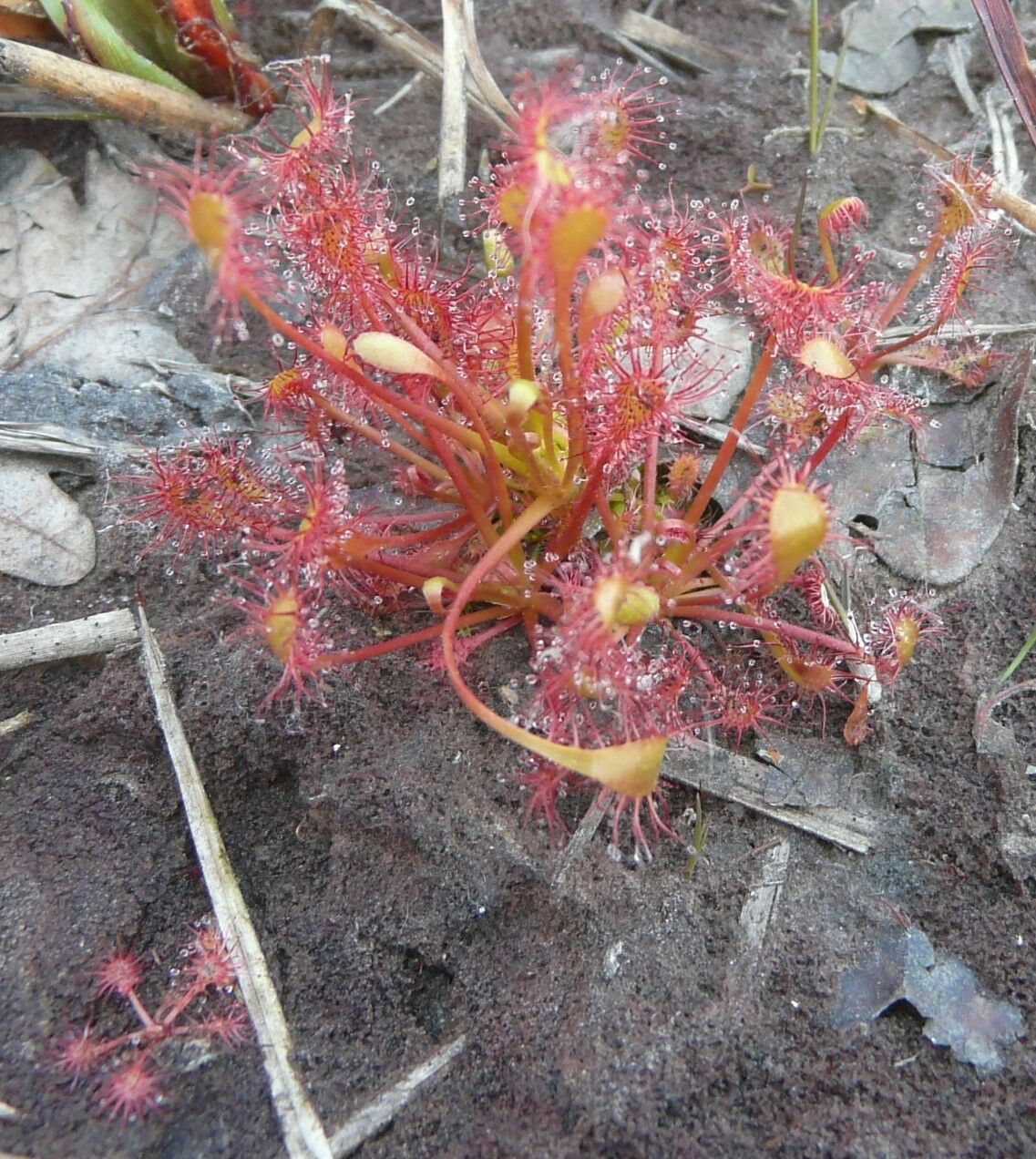 Drosera intermedia — search result for 'Drosera'