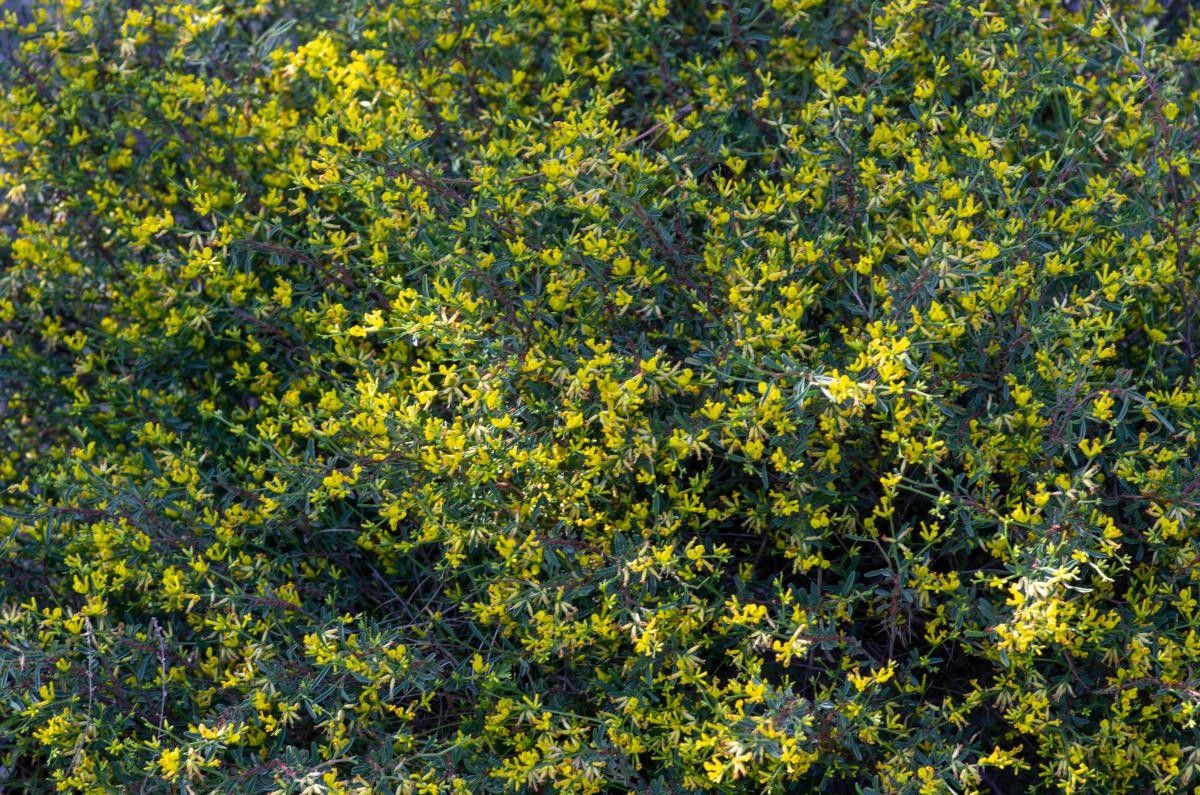 Cytisus laniger flower