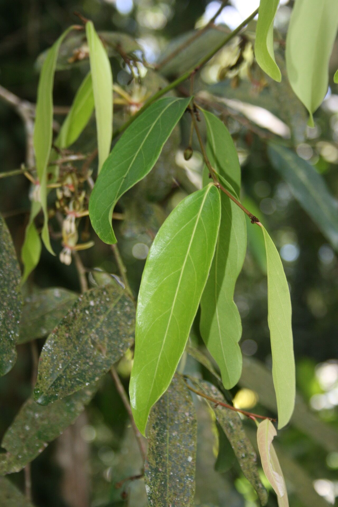 Hydnocarpus castaneus — related species from the same genus