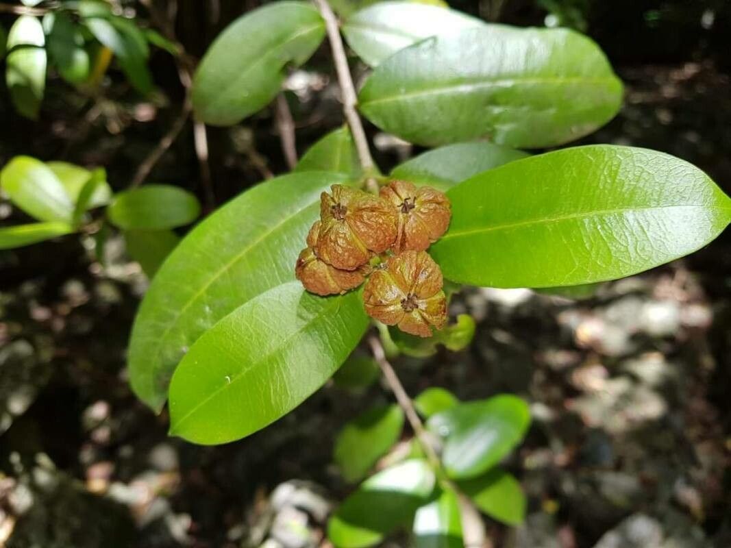 Ochna natalitia fruit