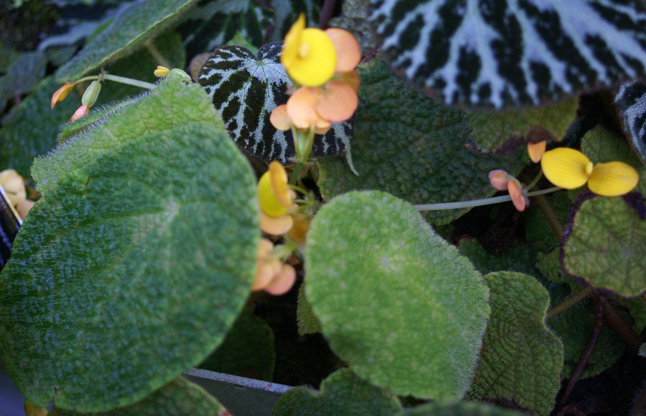 Begonia staudtii leaf