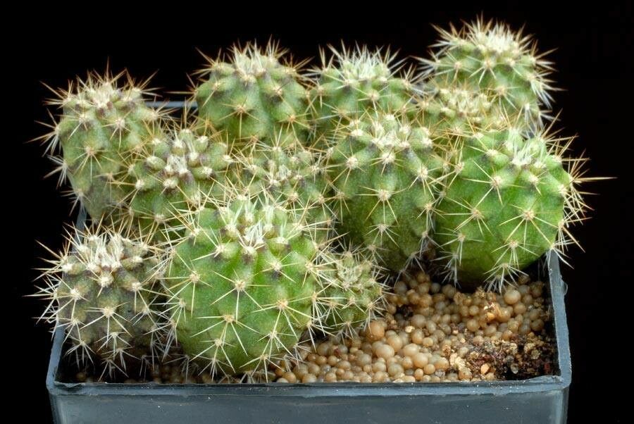 Leucostele litoralis — related species from the same genus