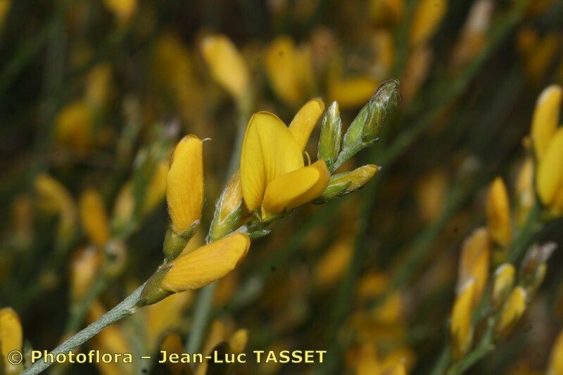 Genista ramosissima — search result for 'Genista'