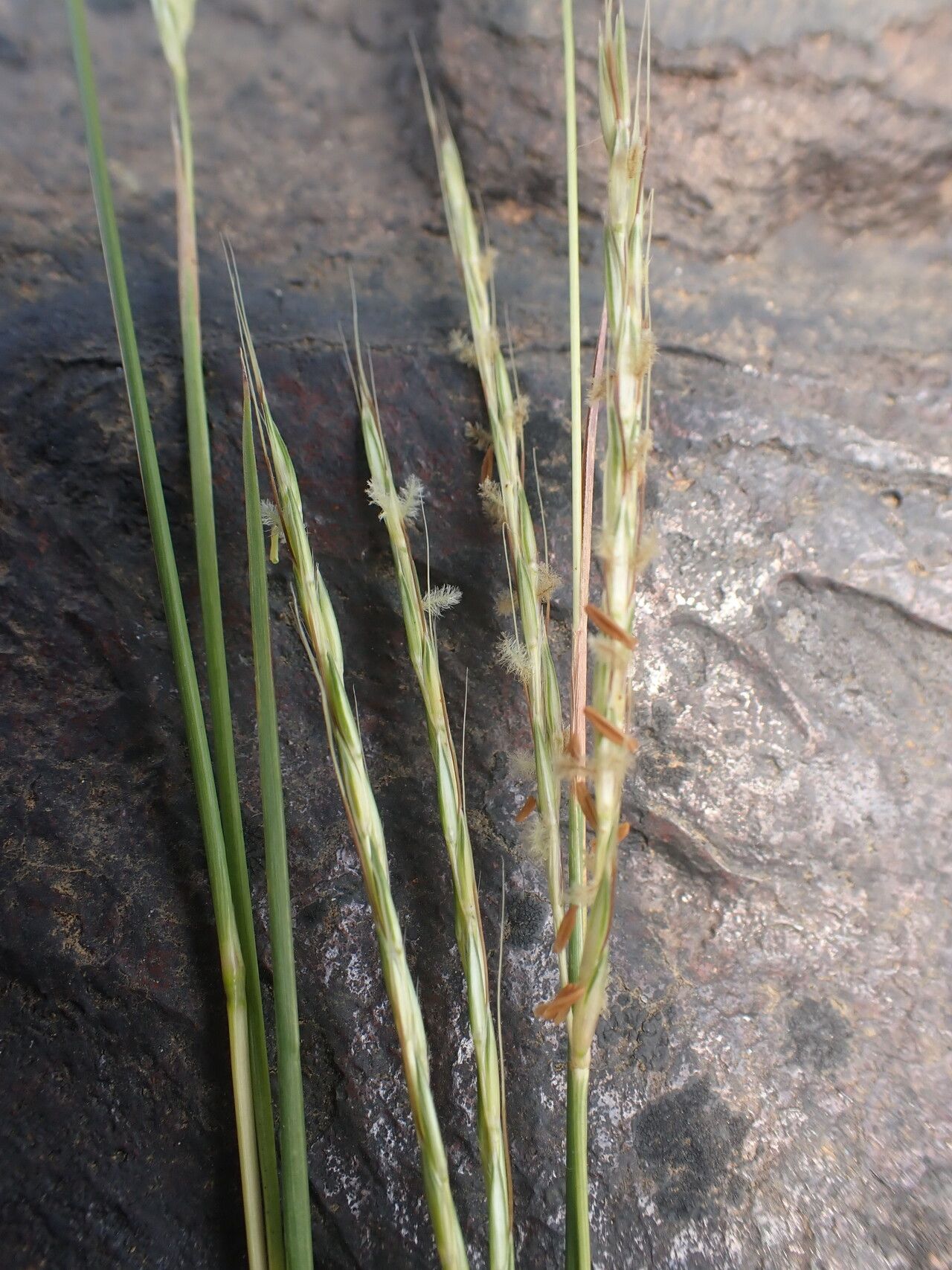 Andropogon africanus flower