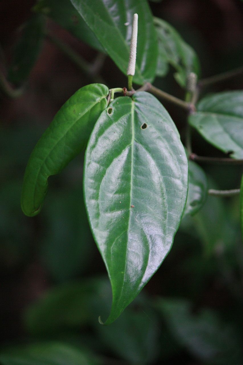 Piper melanocladum — search result for 'Piper'