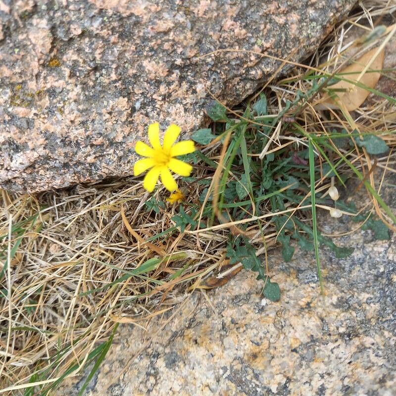 Hypochaeris robertia — search result for 'Hypochaeris'