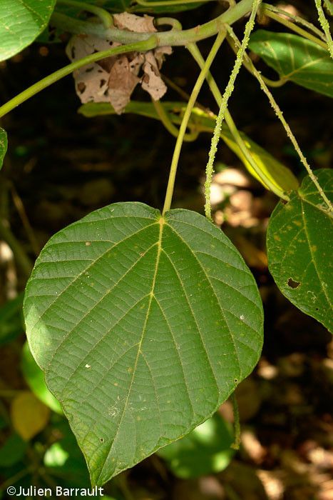 Macaranga vedeliana leaf