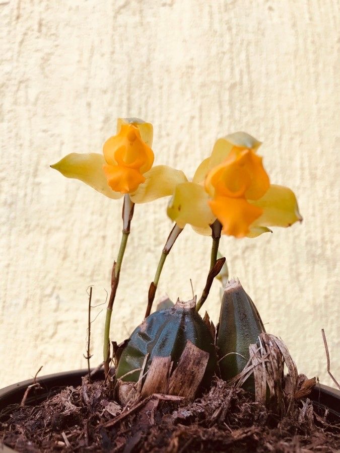 Lycaste aromatica habit