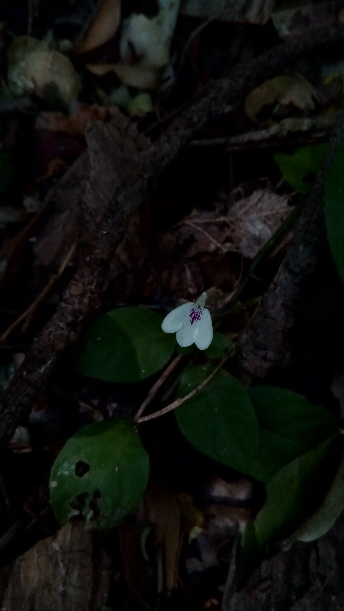 Rhinacanthus humilis — related species from the same genus