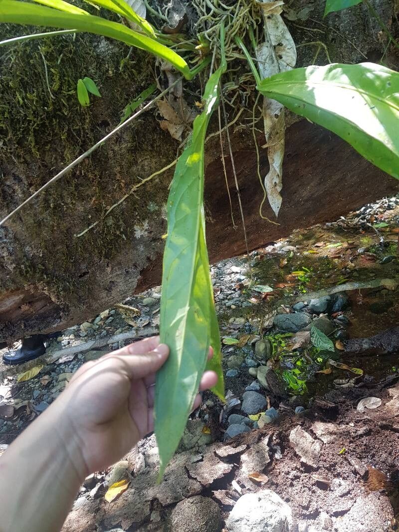 Anthurium eximium leaf