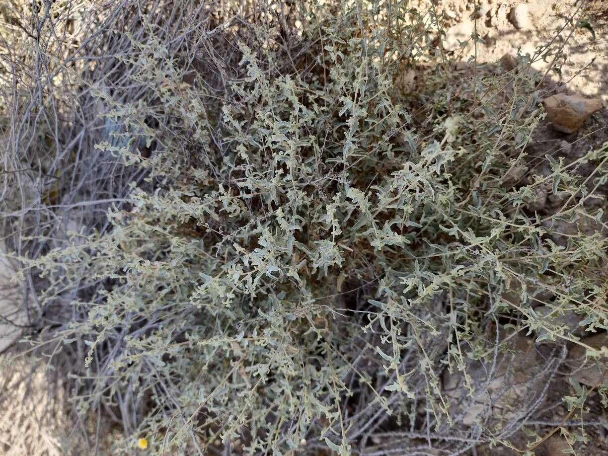 Atriplex turcomanica habit