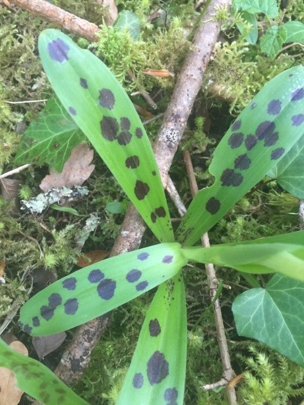 Orchis mascula — cold hardy houseplant