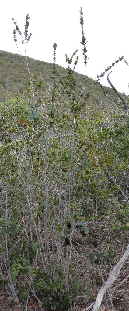 Pycnandra longiflora habit
