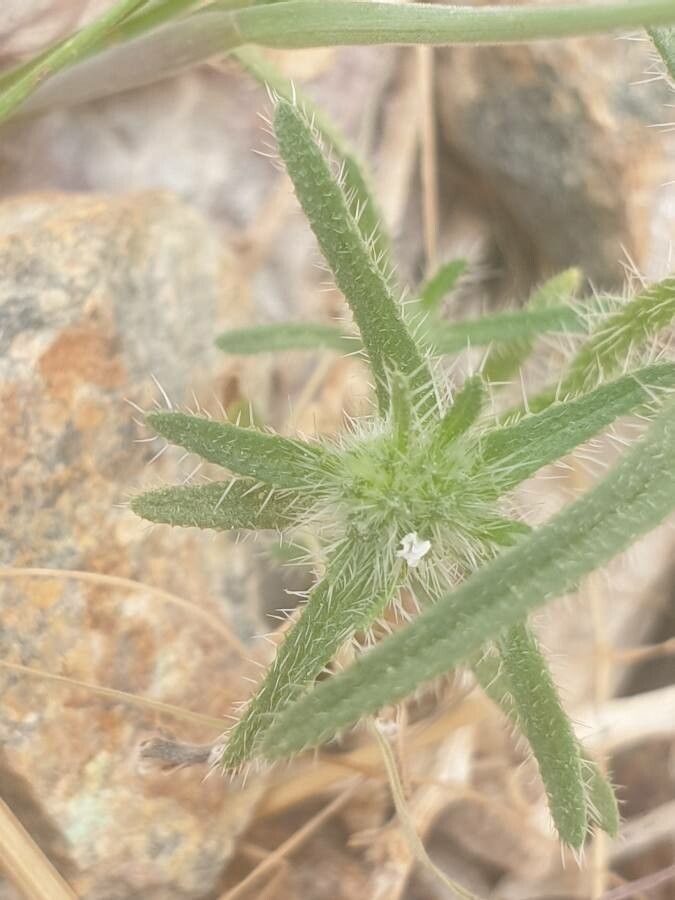 Cryptantha angustifolia — related species from the same genus