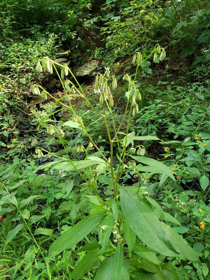 Nabalus albus flower