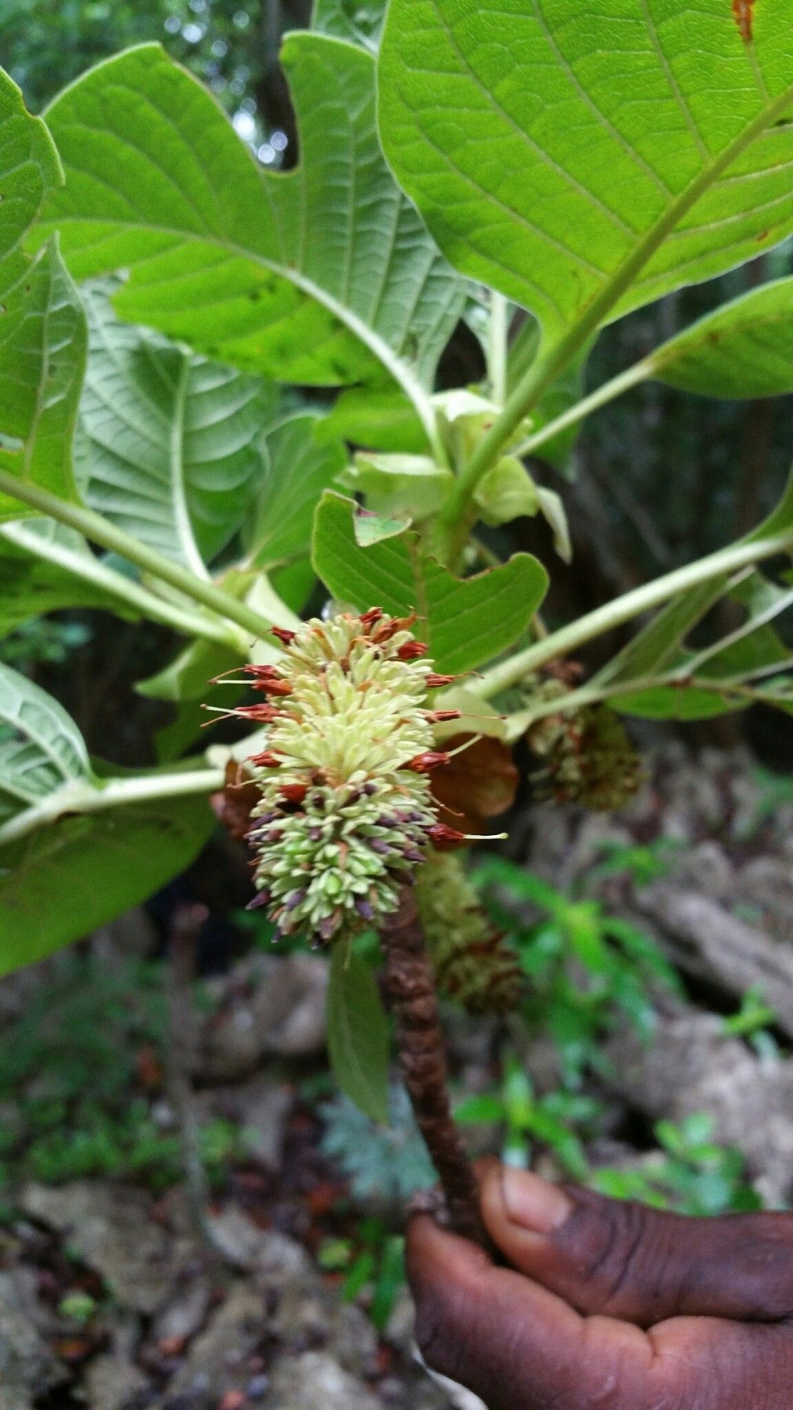 Hymenodictyon occidentale flower