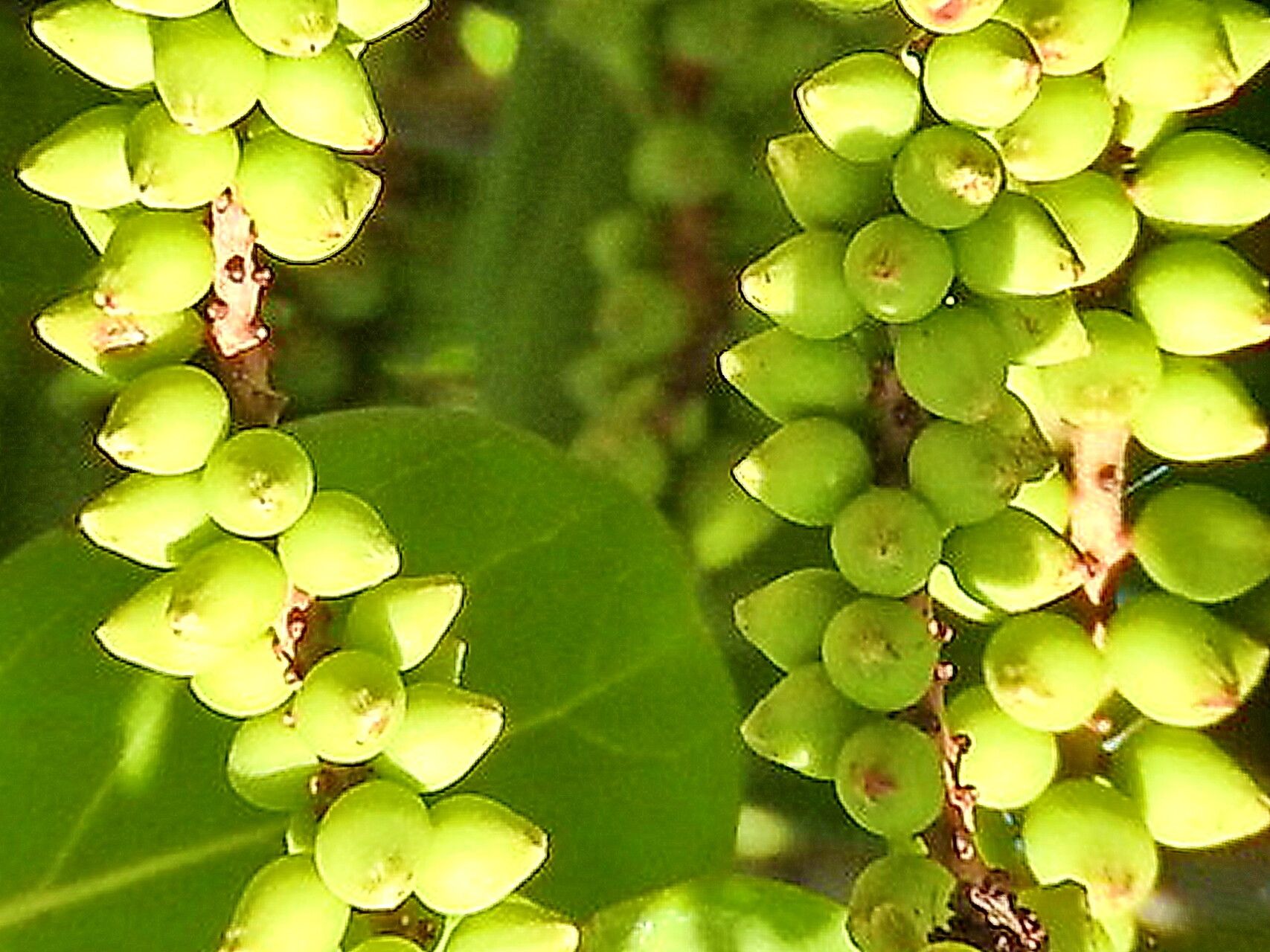 Coccoloba barbadensis — related species from the same genus