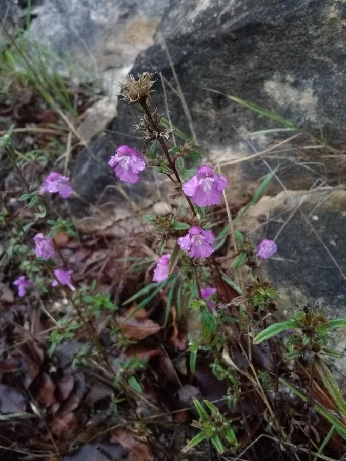 Galeopsis angustifolia flower