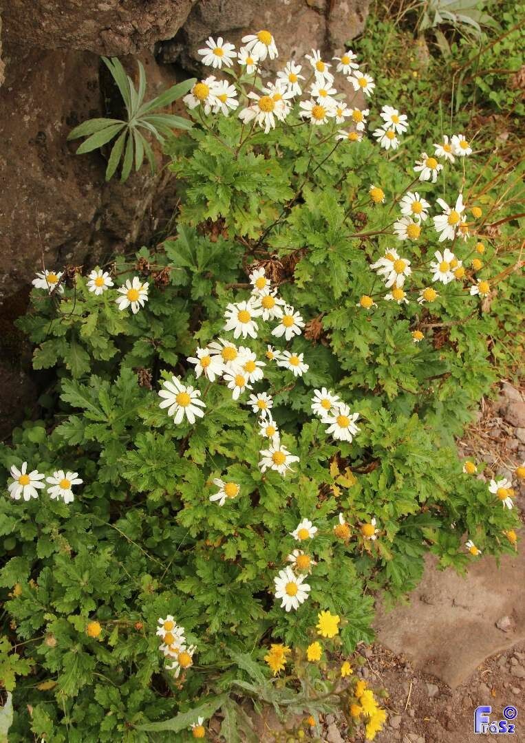 Argyranthemum pinnatifidum habit