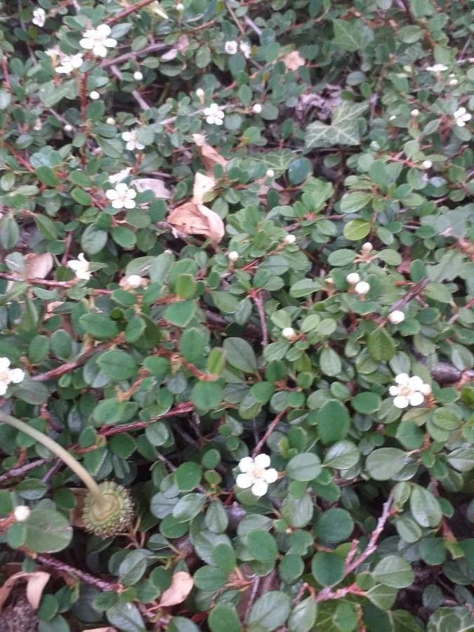 Cotoneaster procumbens flower