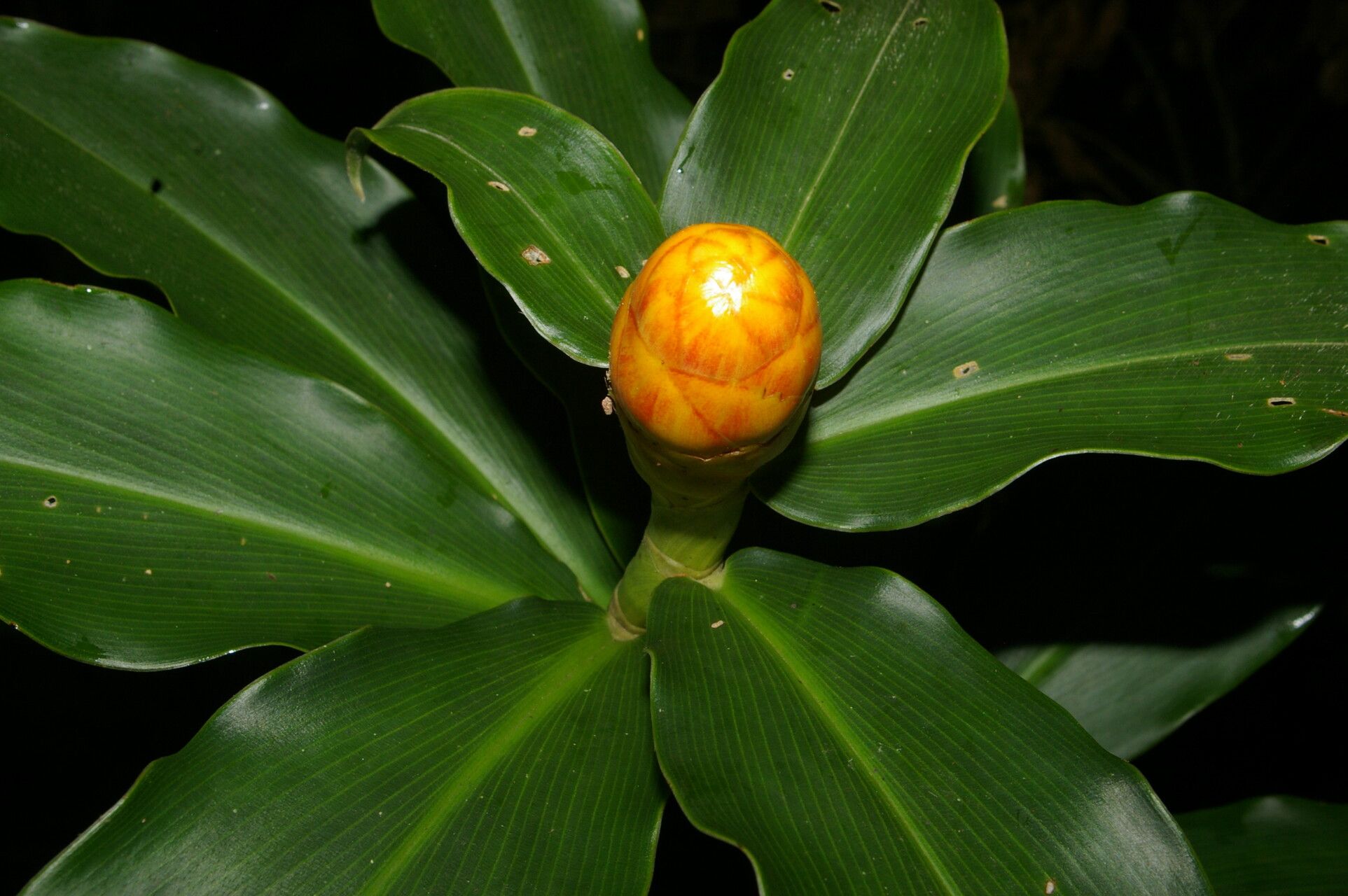 Costus wilsonii flower