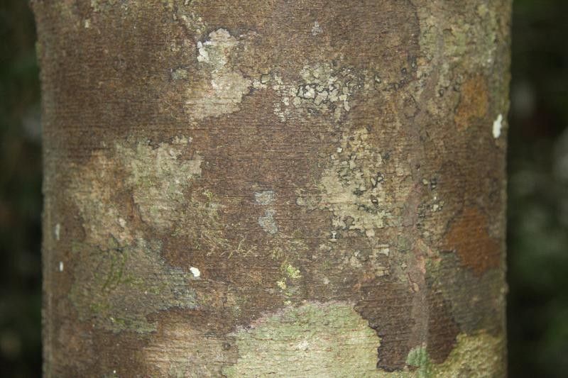 Brosimum rubescens bark