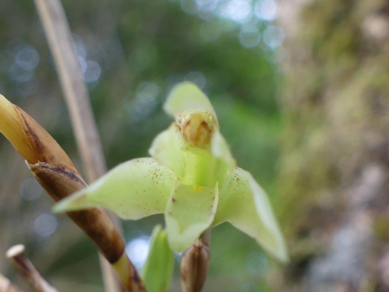 Maxillaria scorpioidea flower