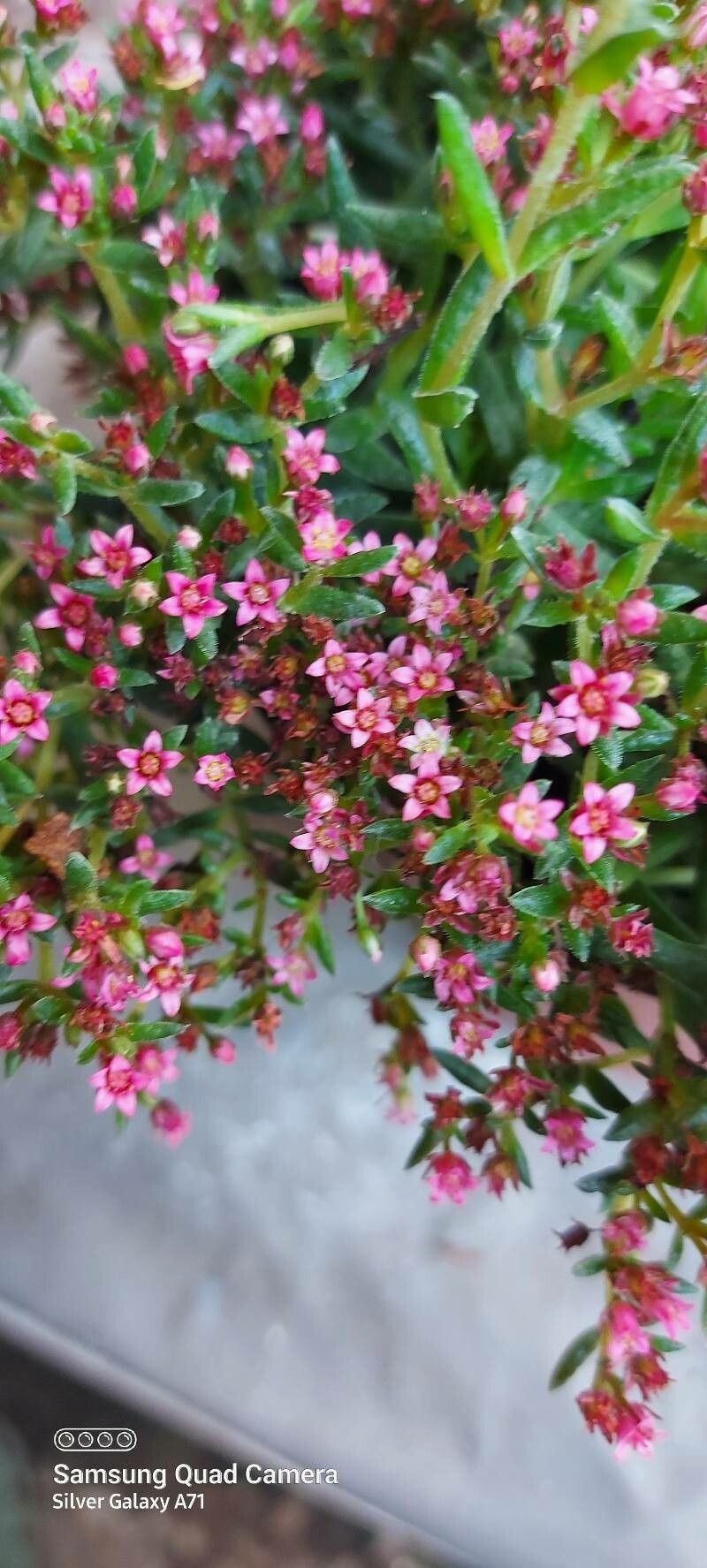 Crassula exilis flower