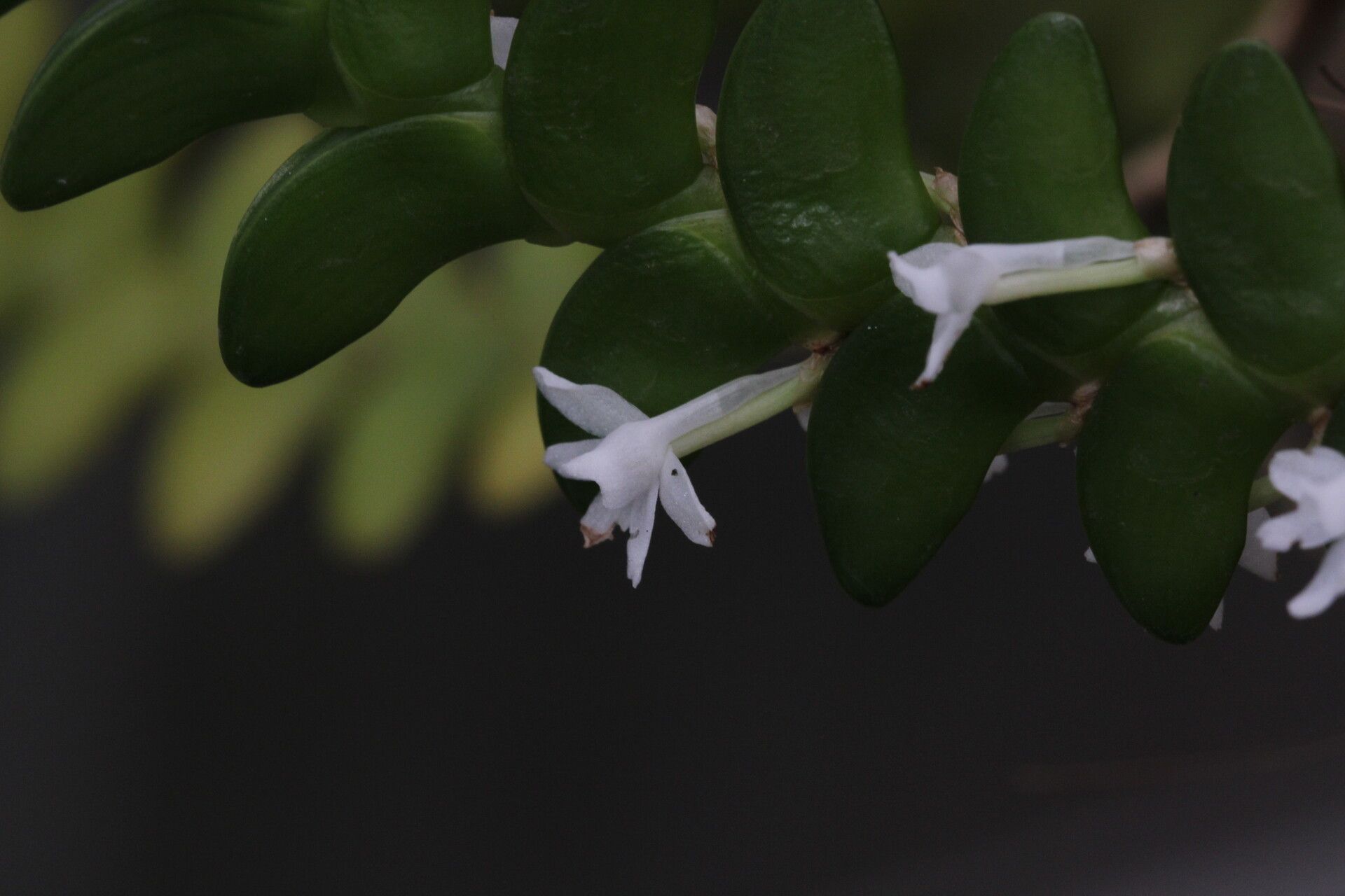 Angraecum bancoense flower