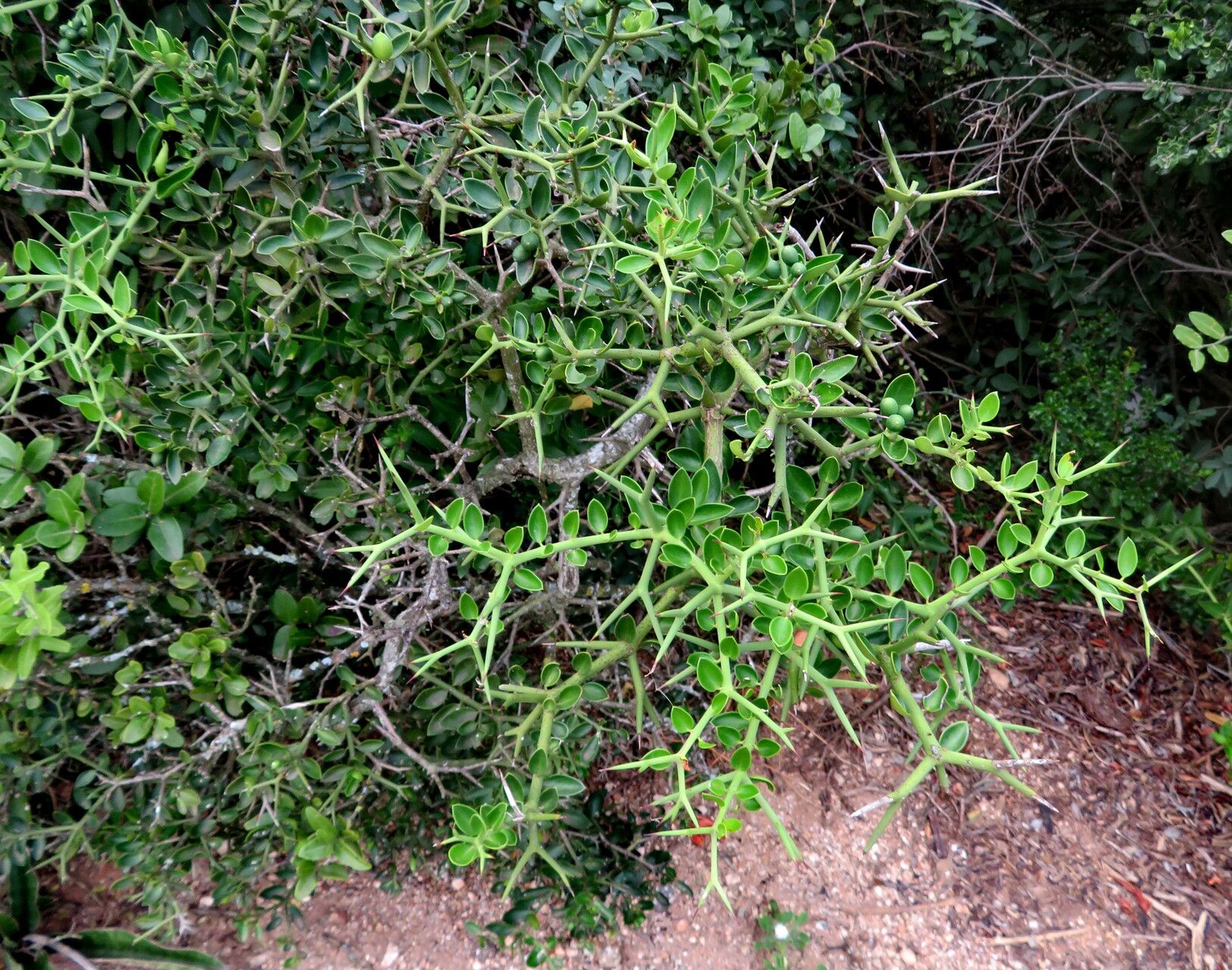 Carissa haematocarpa habit