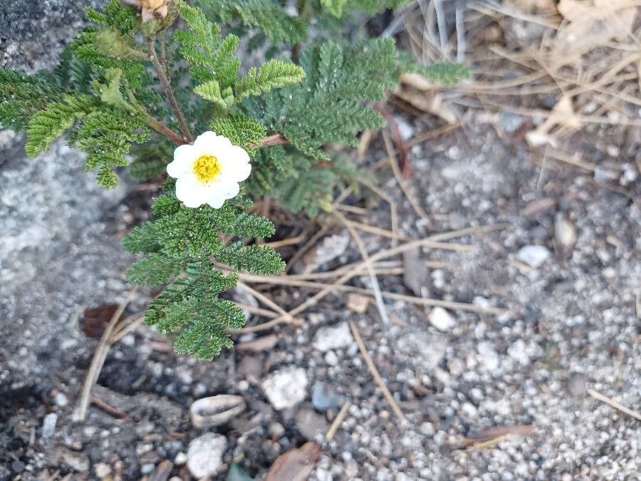 Chamaebatia foliolosa flower