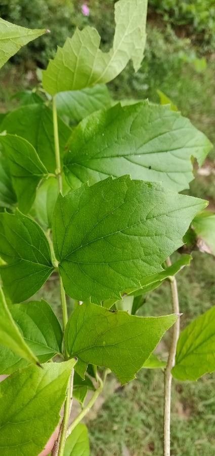 Nyctanthes arbor-tristis