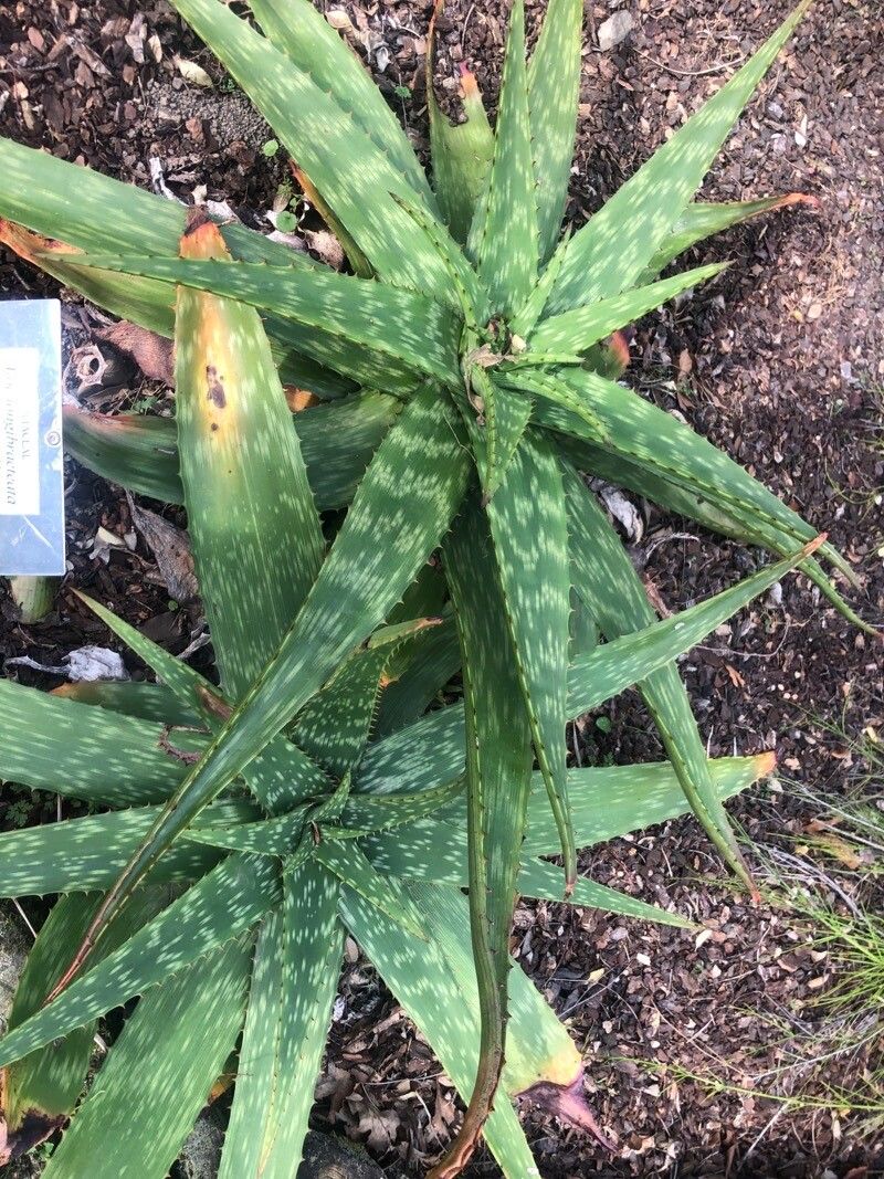 Aloe longibracteata — houseplant care guide