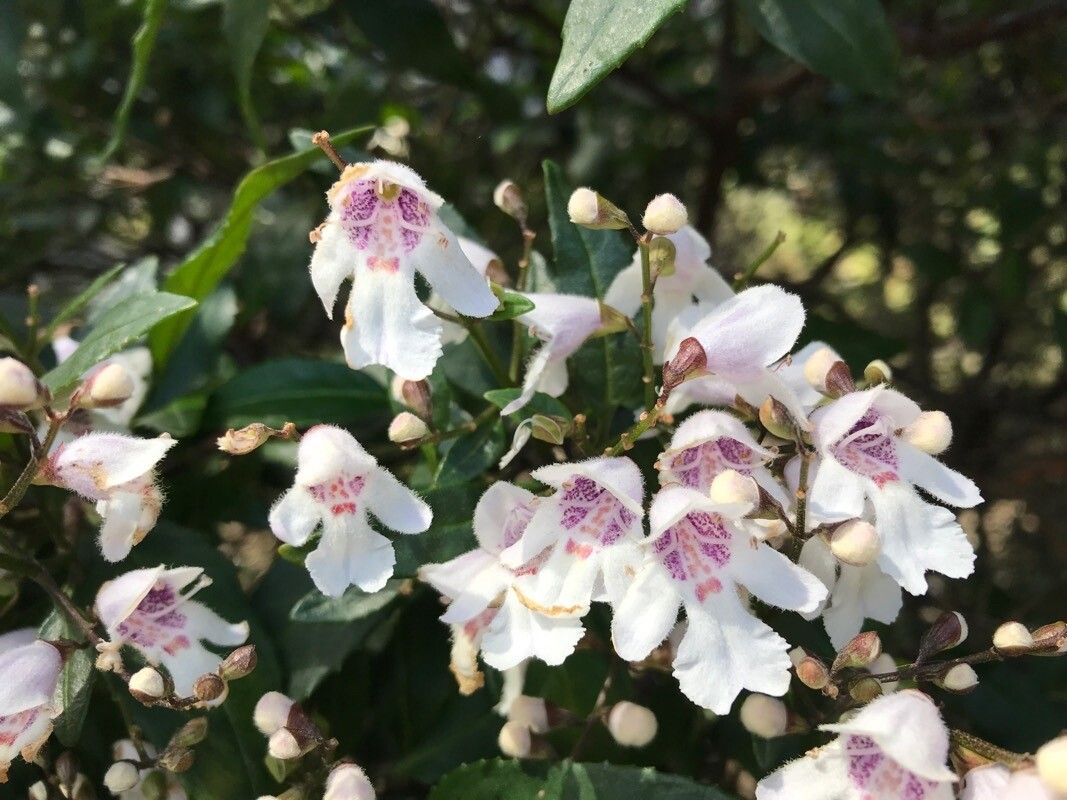 Prostanthera lasianthos flower