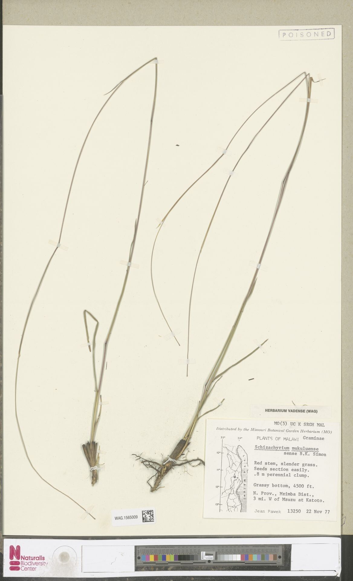 Schizachyrium mukuluense — houseplant care guide
