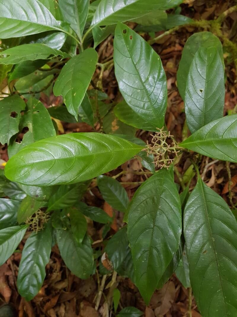 Palicourea calidicola — houseplant care guide