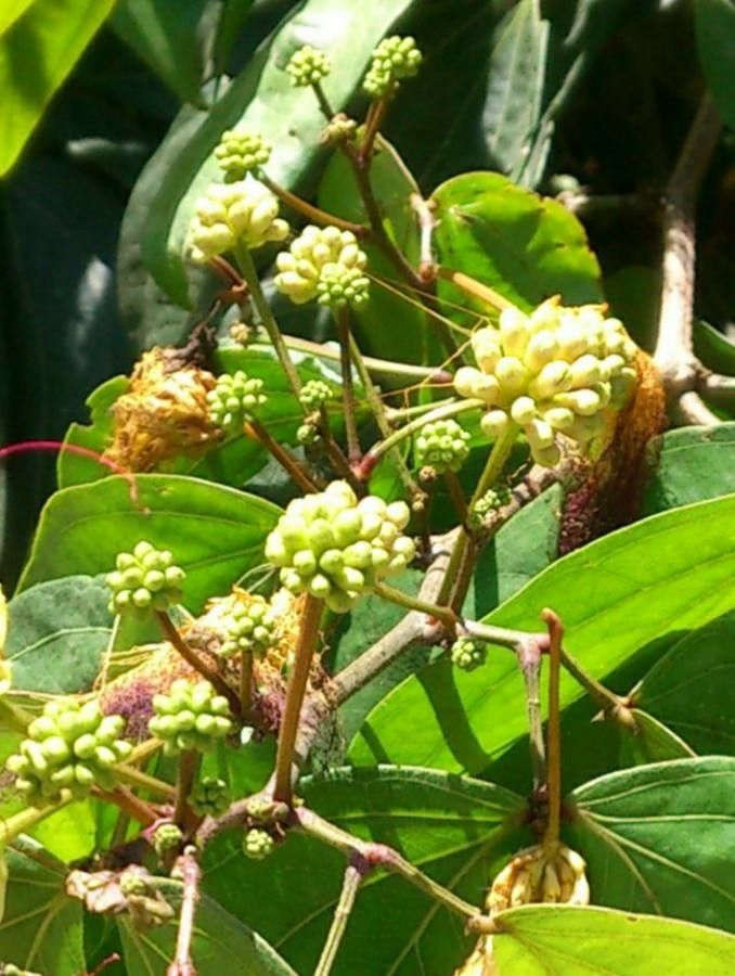Calliandra trinervia fruit