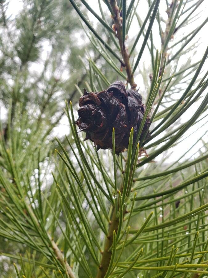 Pinus bungeana fruit