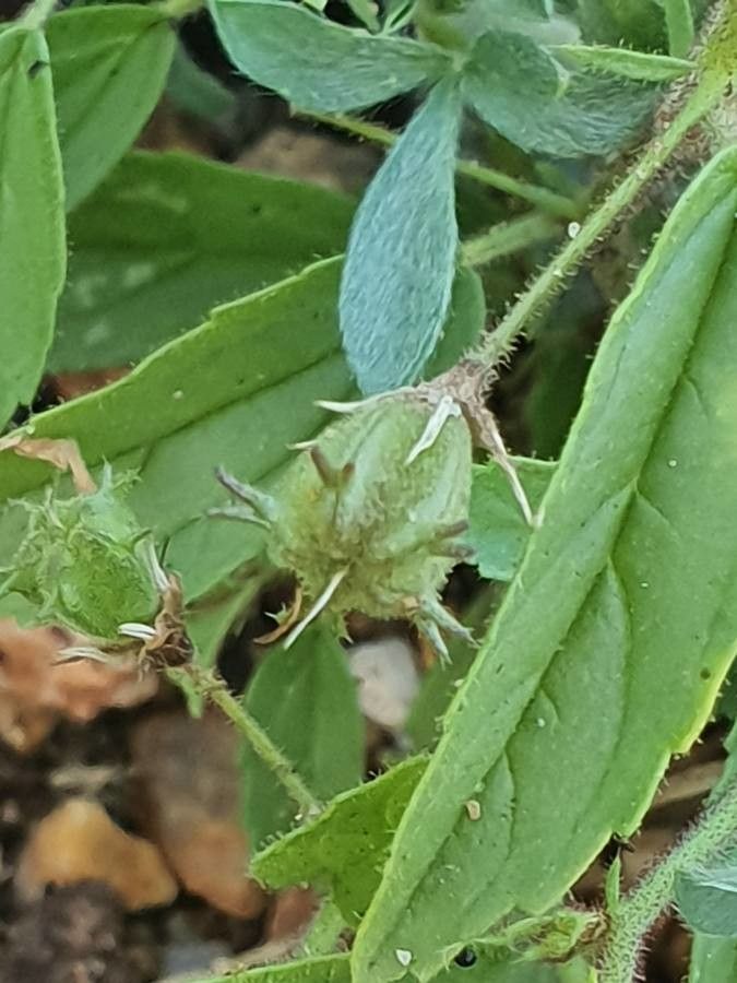 Hermannia kirkii fruit