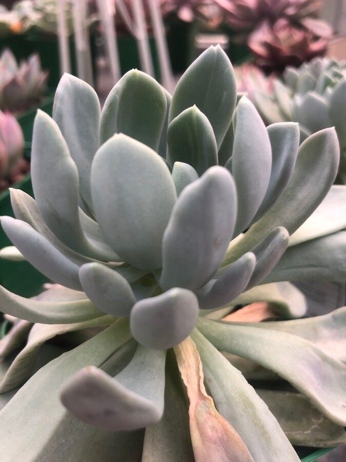 Pachyphytum bracteosum leaf