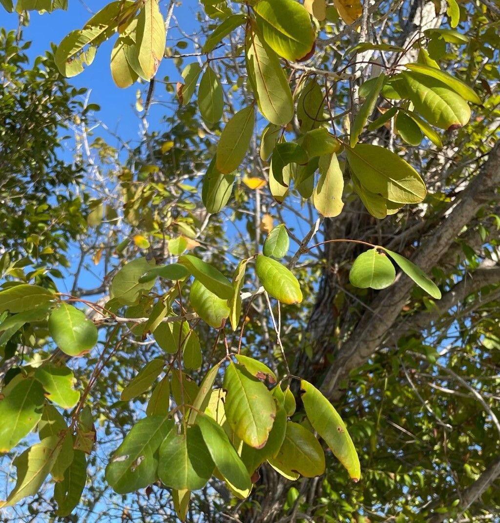 Picrodendron baccatum leaf