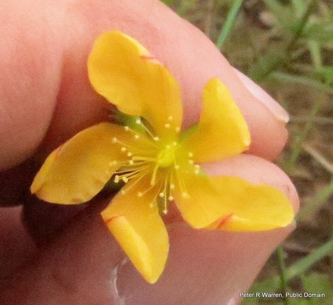 Hypericum lalandii flower