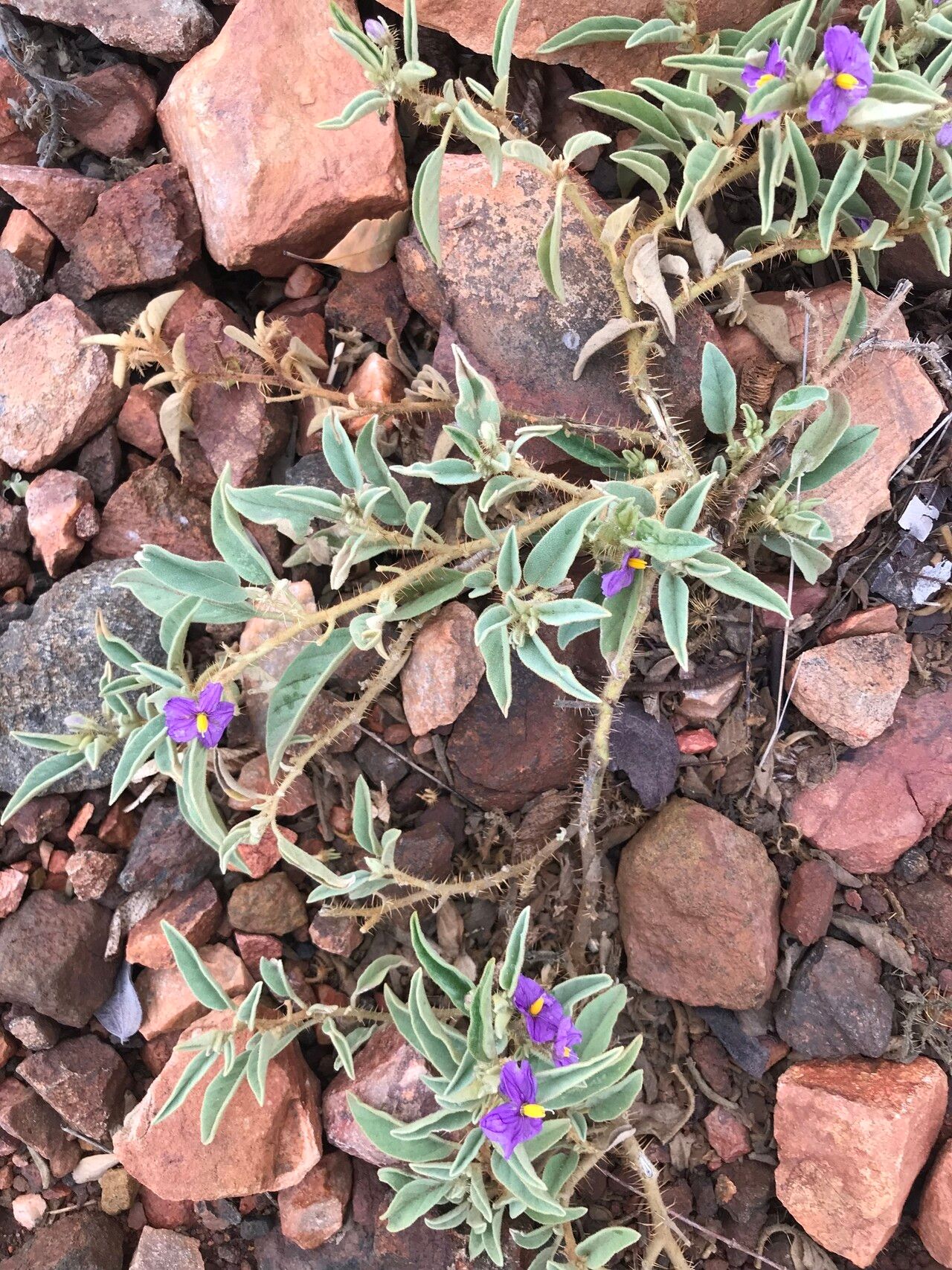 Solanum senticosum — houseplant care guide