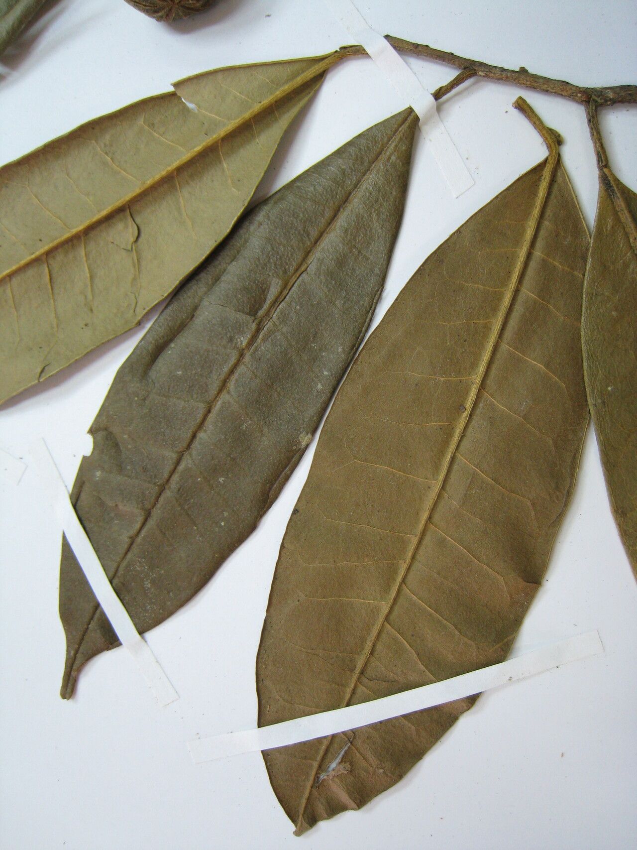 Esenbeckia cowanii other