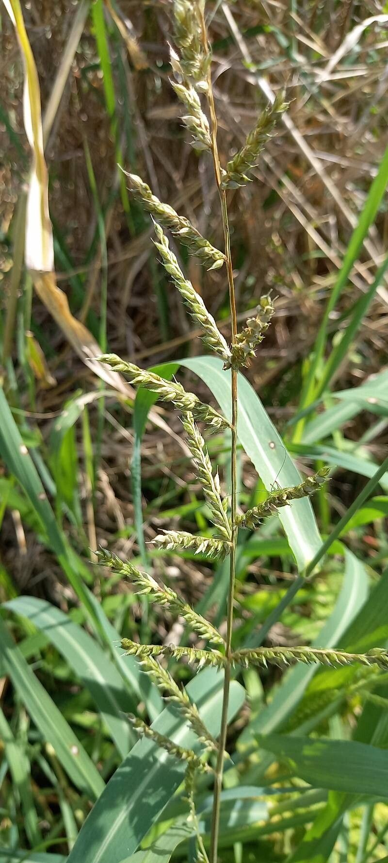 Echinochloa polystachya fruit