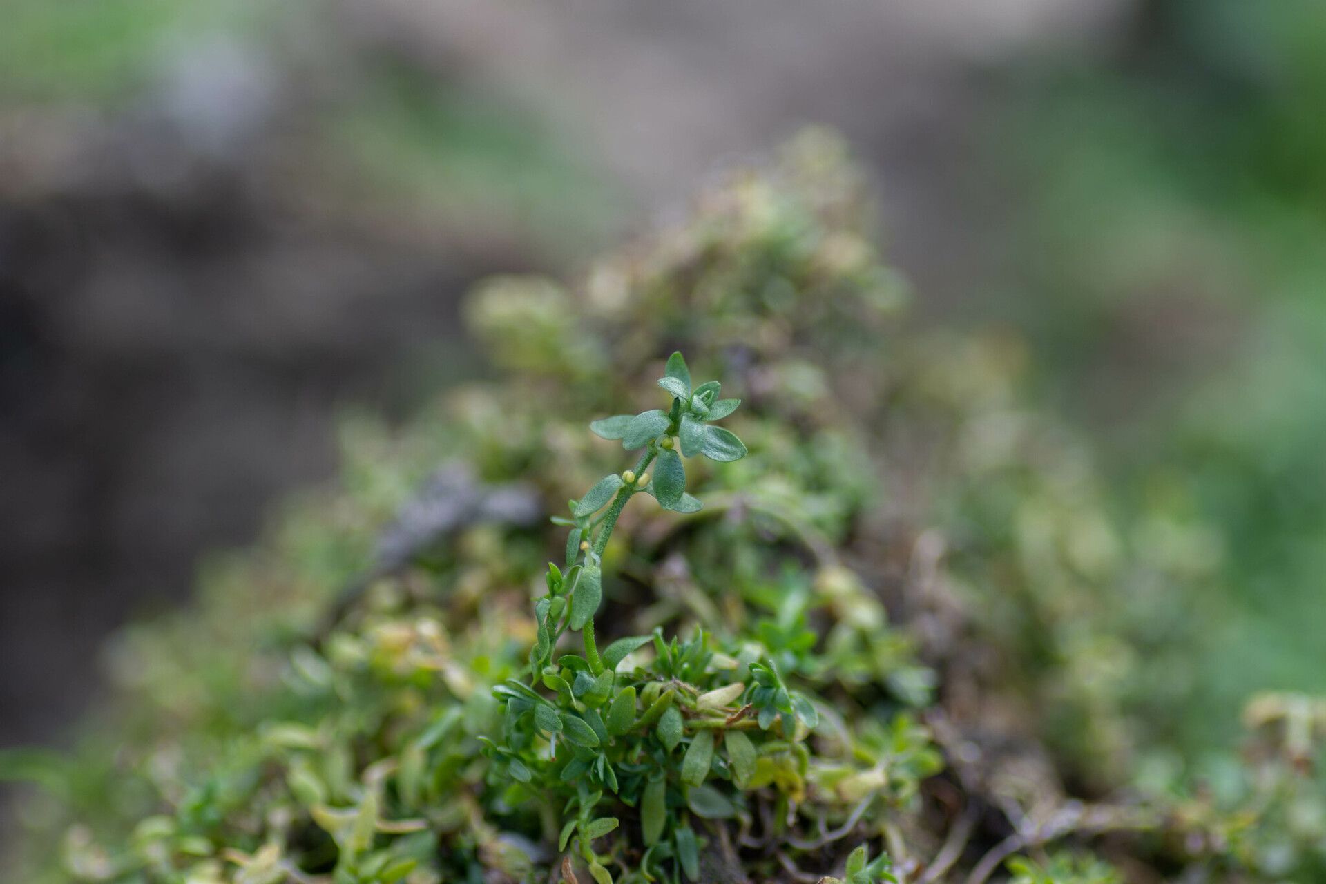 Callitriche cophocarpa flower