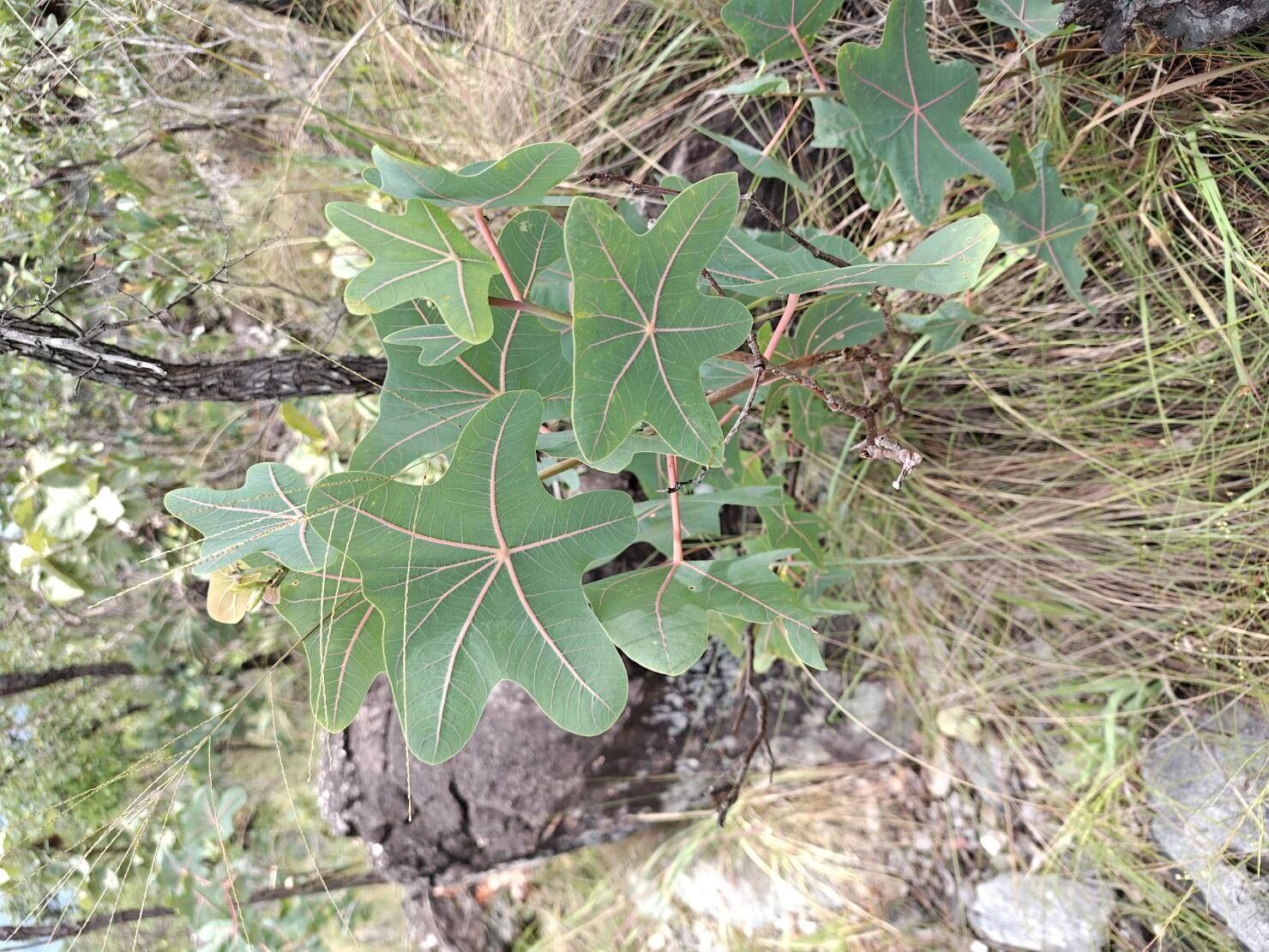 Manihot peltata — houseplant care guide