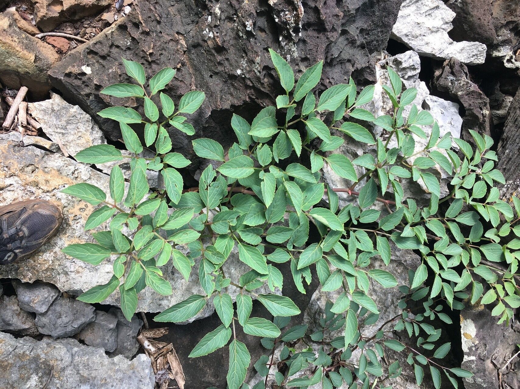 Cyphostemma caerulans habit