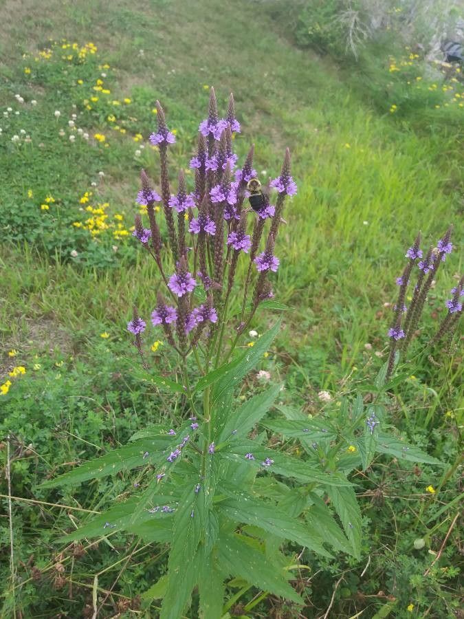 Verbena lasiostachys flower